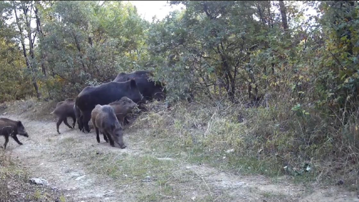 Kütahya’da iki domuzun kavgası ve “meraklı ayı” fotokapanla görüntülendi
