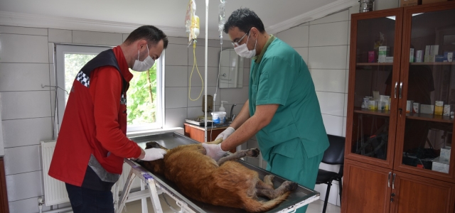 Giresun Belediyesi Veteriner İşleri Müdürlüğünde hareketli bir süreç yaşadı