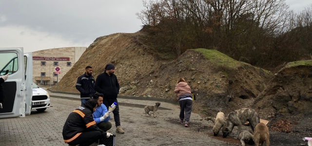 Belediyenin veteriner kadrosu Mudurnu’ya destek verdi